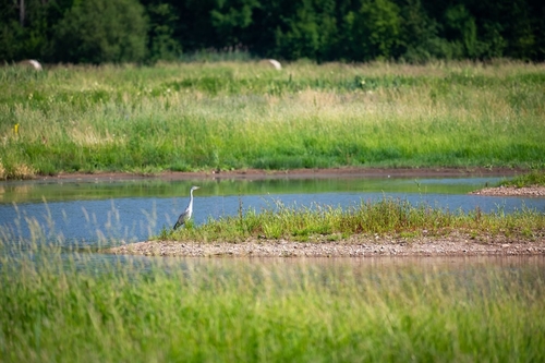 Ptačí park Josefovské louky; foto: Vojta Herout.