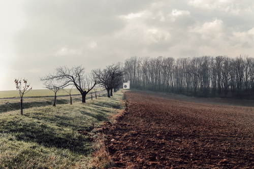 Kaple se vyjímá mezi lány polí, na hraně lesa, na konci třešňové aleje; foto: Matěj Chabera.