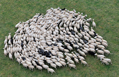 Stádo ovcí, originální fotografie je záměrně ozrcadlena; foto: Dariusz Pakura; zdroj: Getty Images.