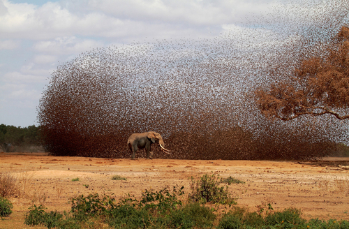 Hejno snovačů rudozobých; foto: Antero Topp; zdroj: 2012 National Geographic Photo Contest.