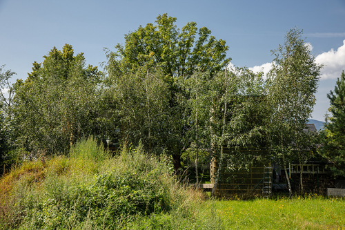 2023: Za deset let řádně povyrostla pohledová březová hradba; domy jsou v listnaté sezóně téměř dokonale skryty; foto: Tomáš Hejzlar.